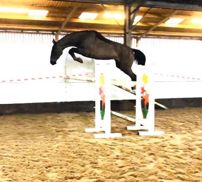"Nessy WL " Liver Chestnut Mare Show Jumper