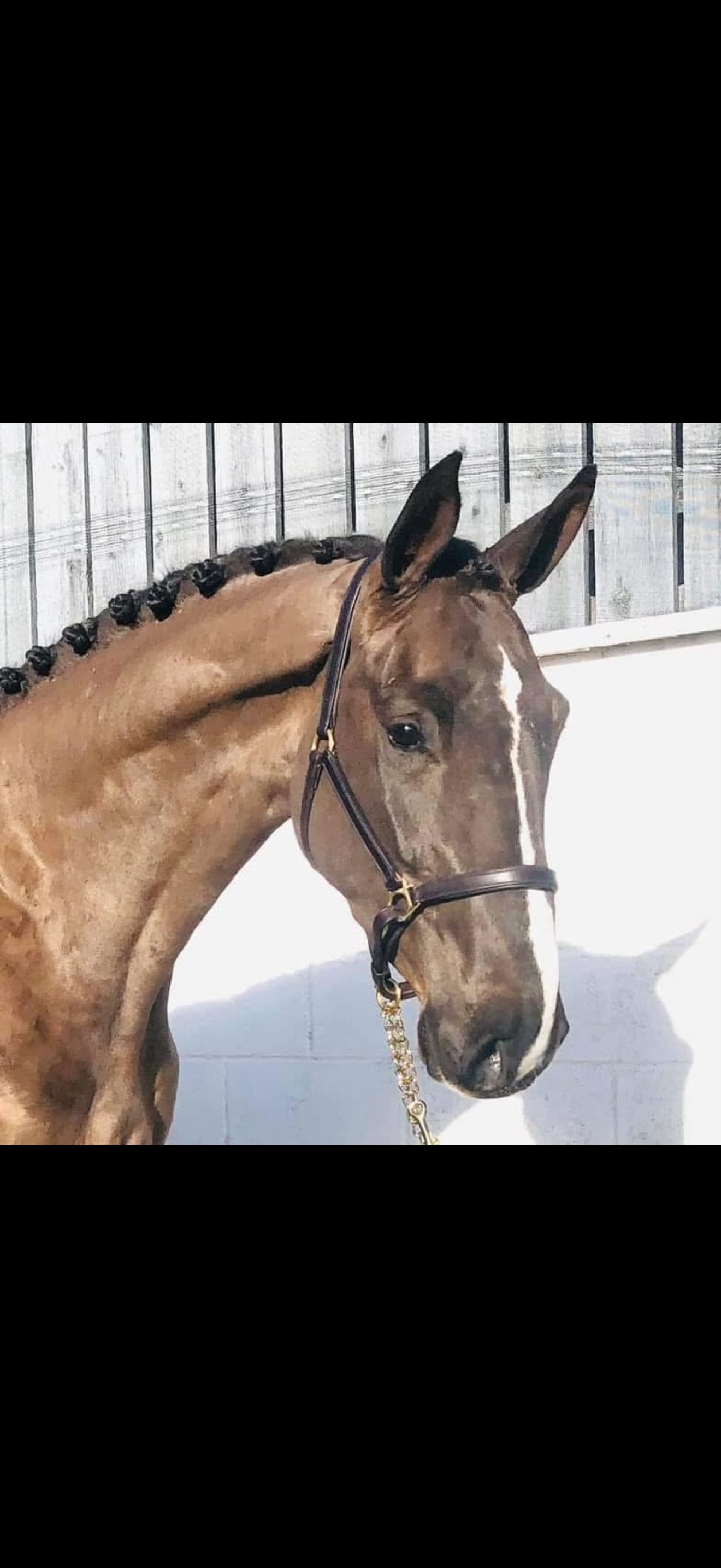 Manchester "Nessy WL " Liver Chestnut Mare Show Jumper