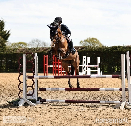 "Mable " Bay Mare All Rounder