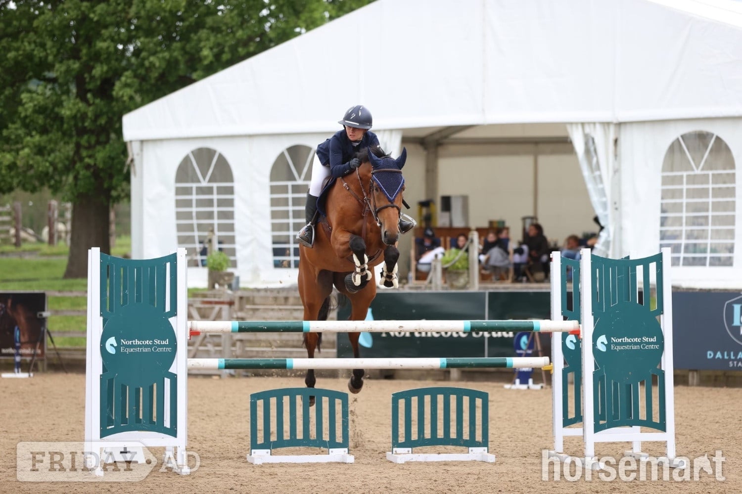 "Mina " Bay Mare All Rounder in Whalley