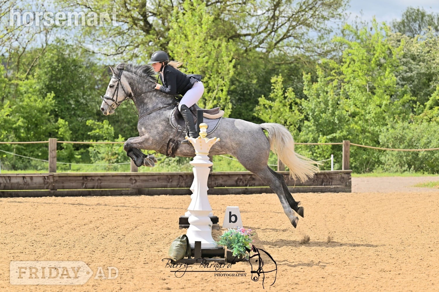 "Rosie " Grey Mare All Rounder - Horses in Stoke