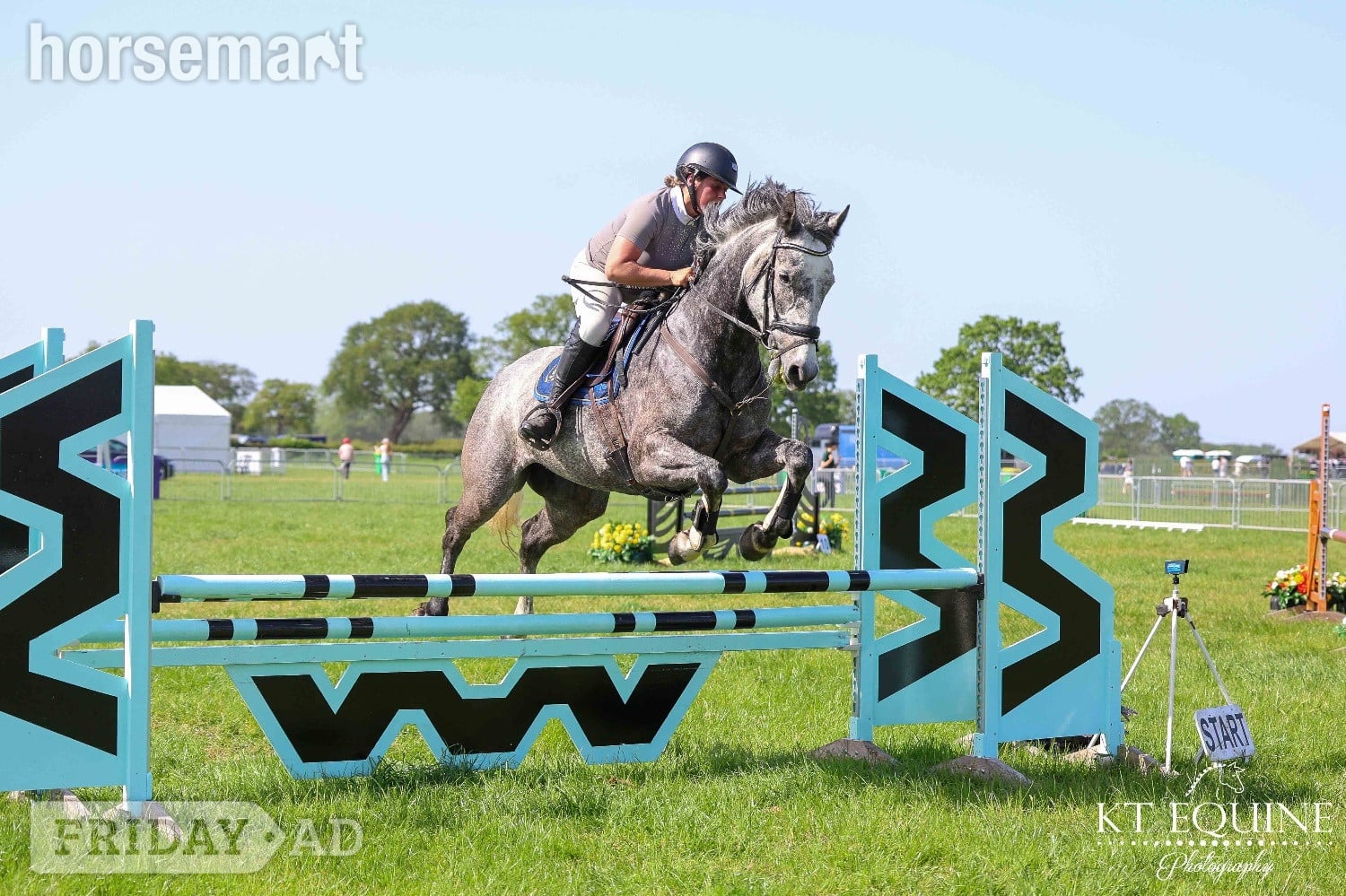 "Rosie " Grey Mare All Rounder in Stoke