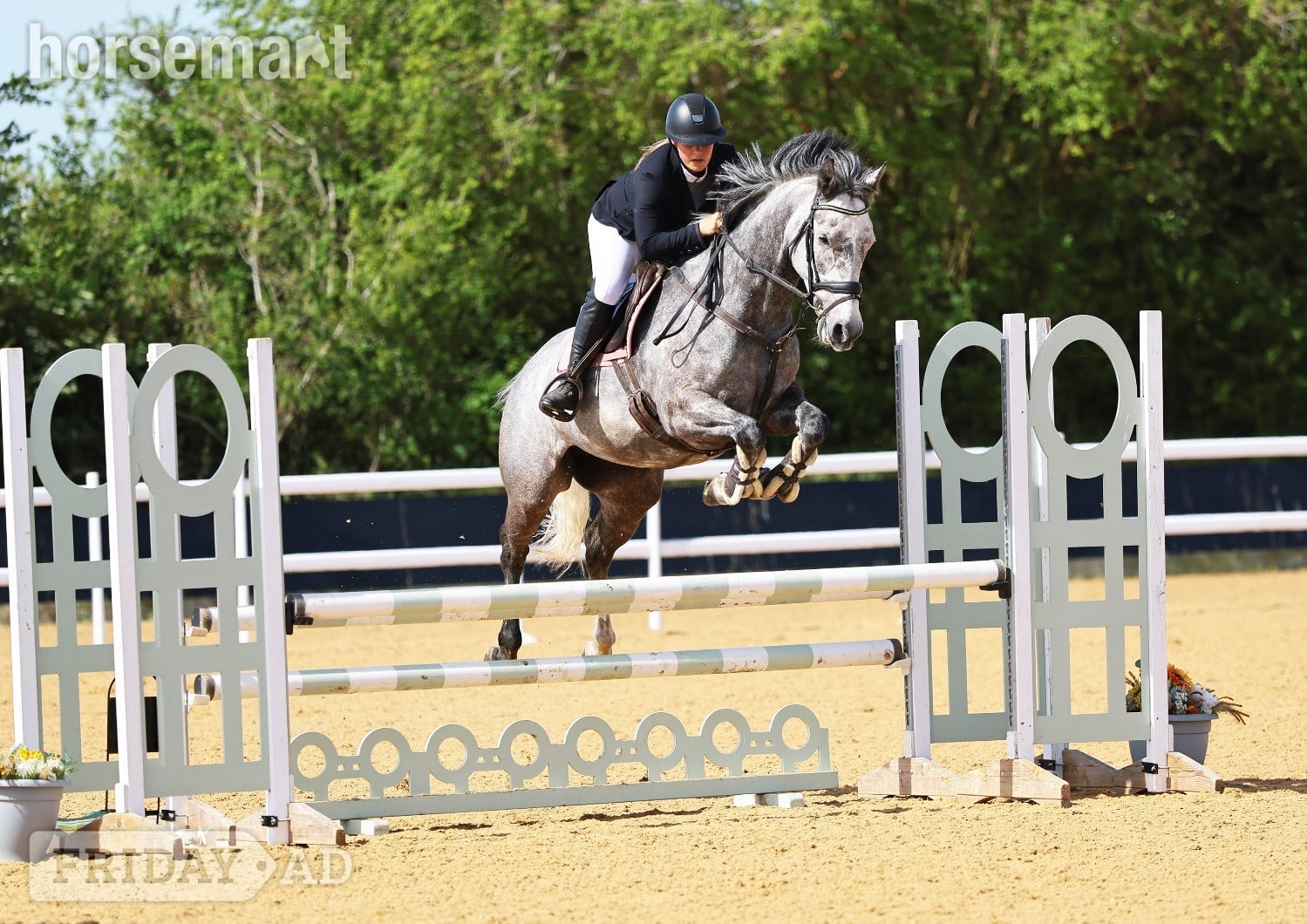 Stoke "Rosie " Grey Mare All Rounder