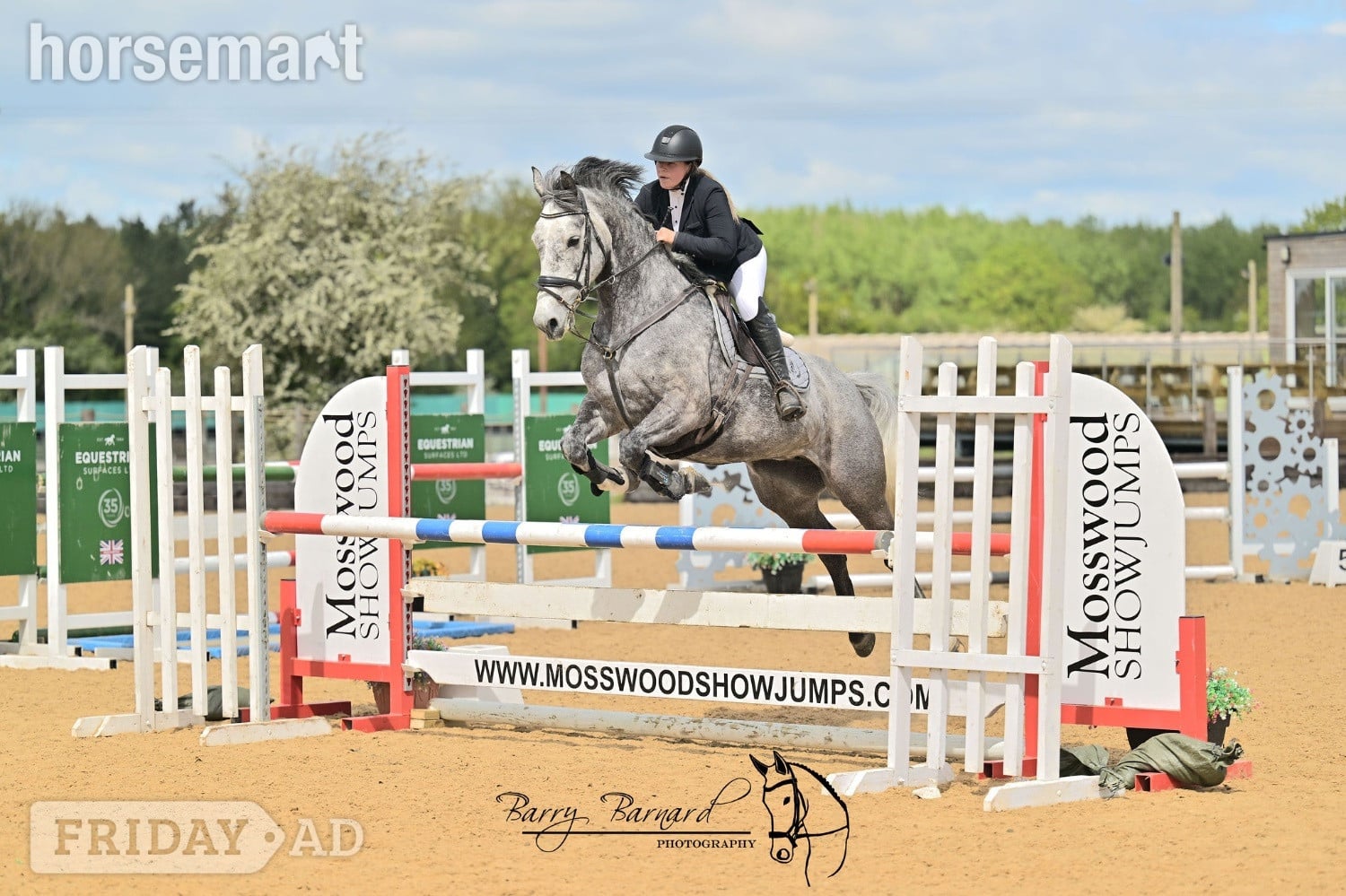 "Rosie " Grey Mare All Rounder - Horses