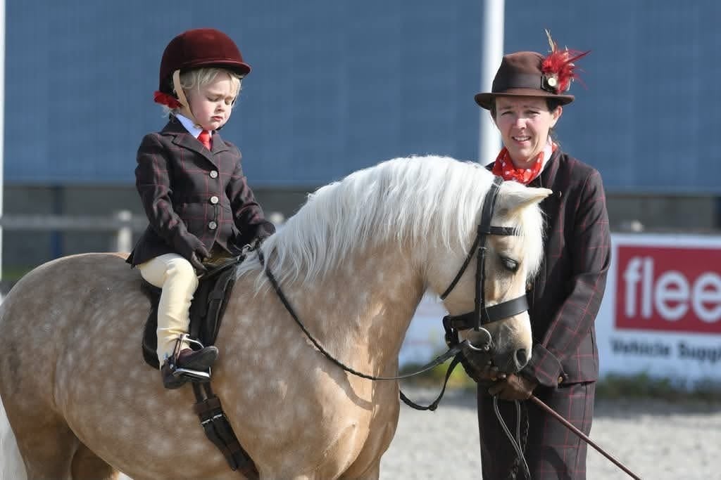 "Trefaes Glittering Leona" Palomino Mare Showing Horse