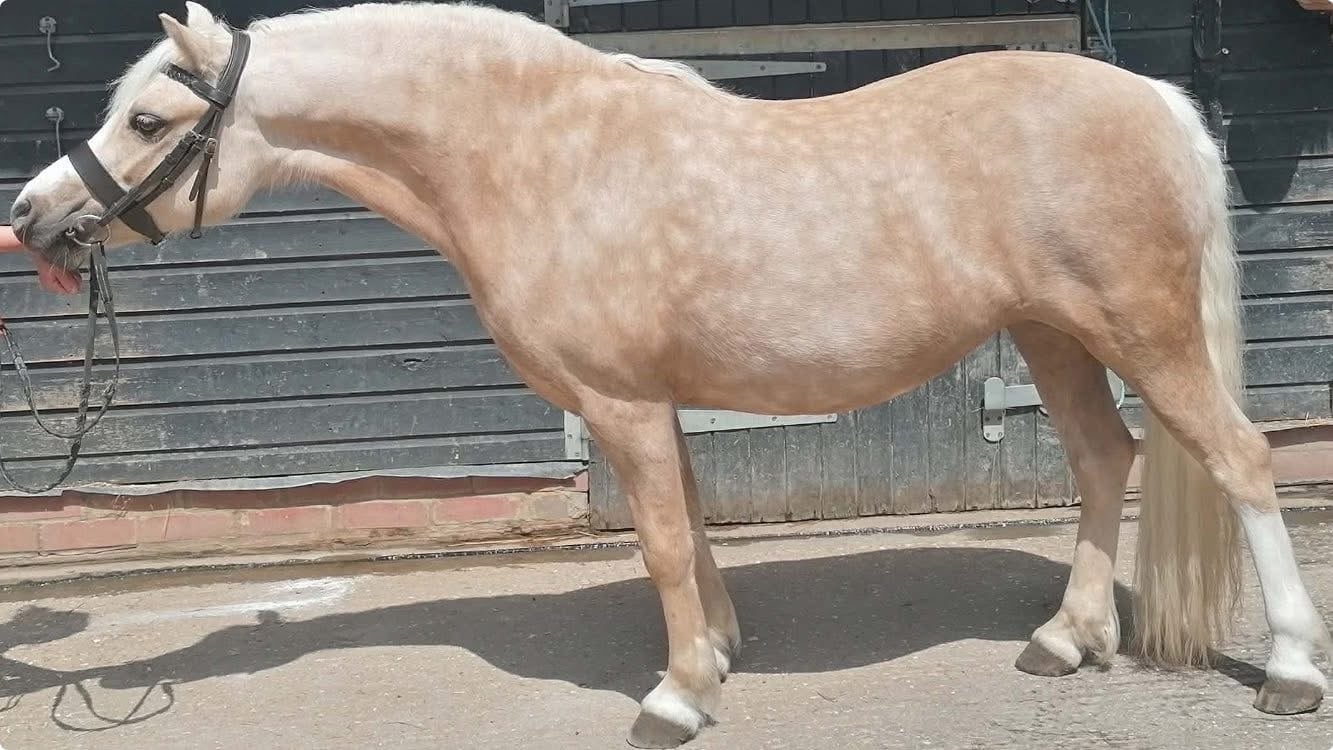 Horsham "Trefaes Glittering Leona" Palomino Mare Showing Horse