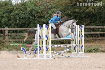 "Dora" Dapple Grey Mare Spanish / Iberian Horse
