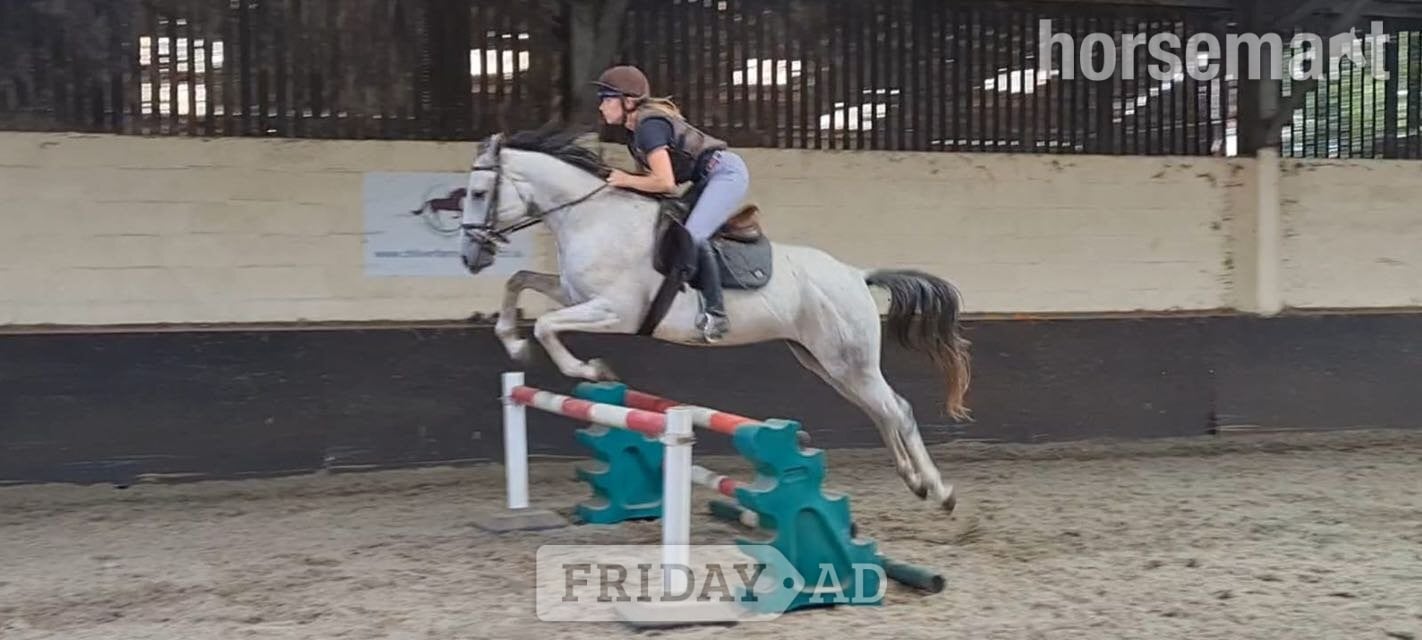 "Dora" Dapple Grey Mare Spanish / Iberian Horse