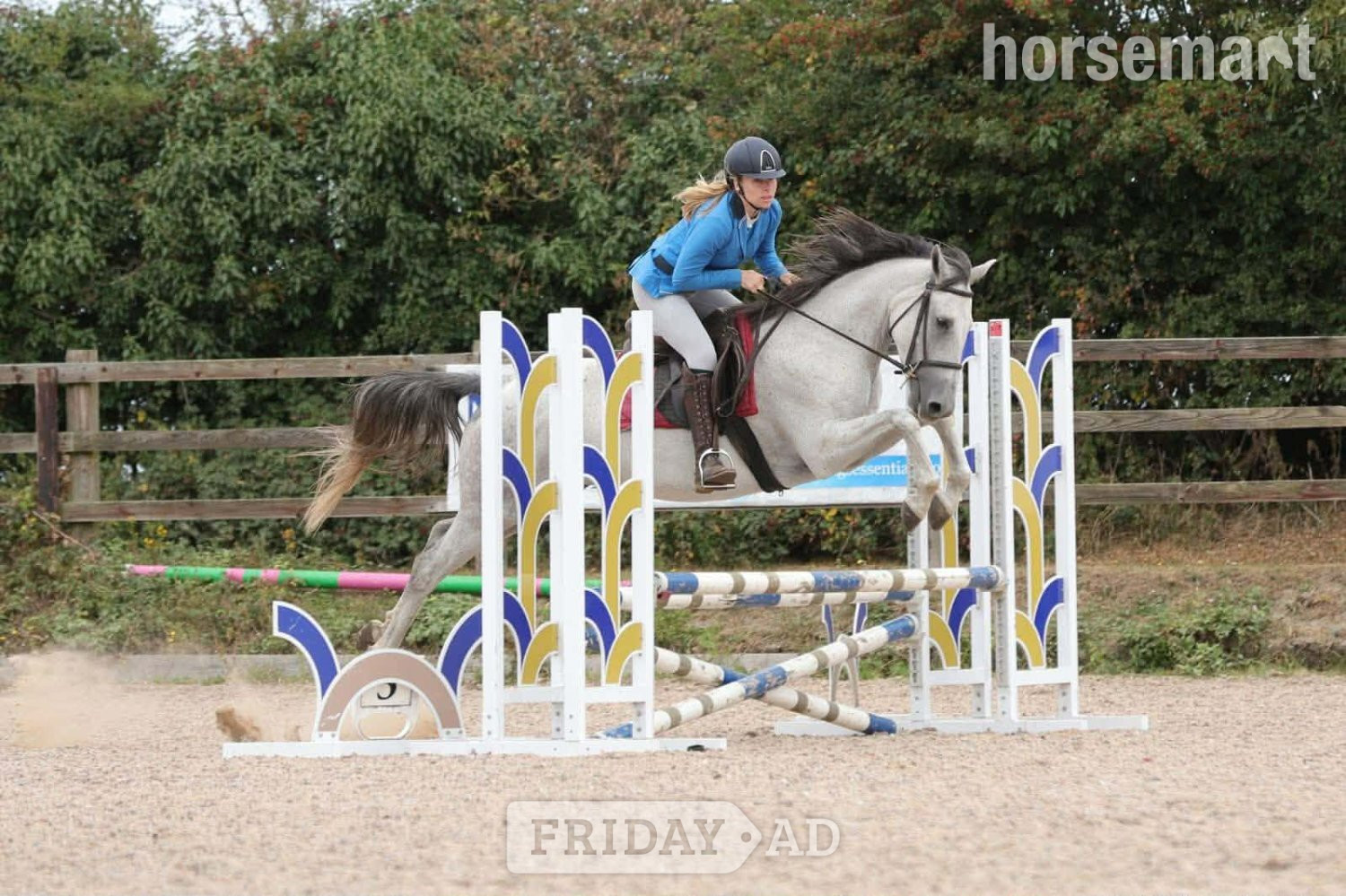 "Dora" Dapple Grey Mare Spanish / Iberian Horse in King's Lynn