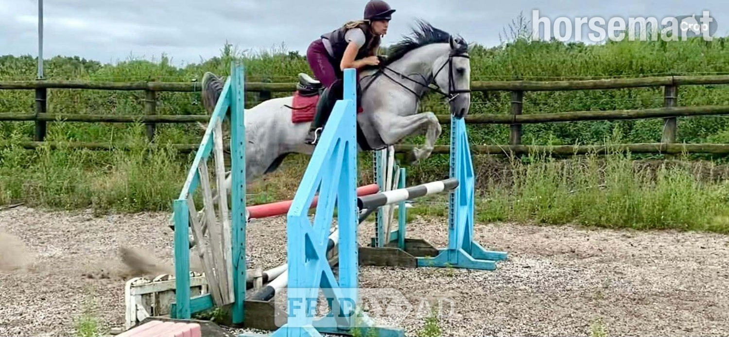 "Dora" Dapple Grey Mare Spanish / Iberian Horse - 