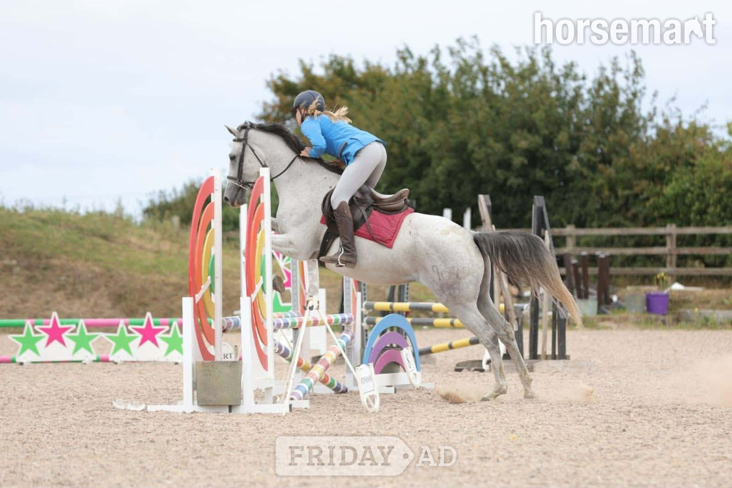 King's Lynn "Dora" Dapple Grey Mare Spanish / Iberian Horse