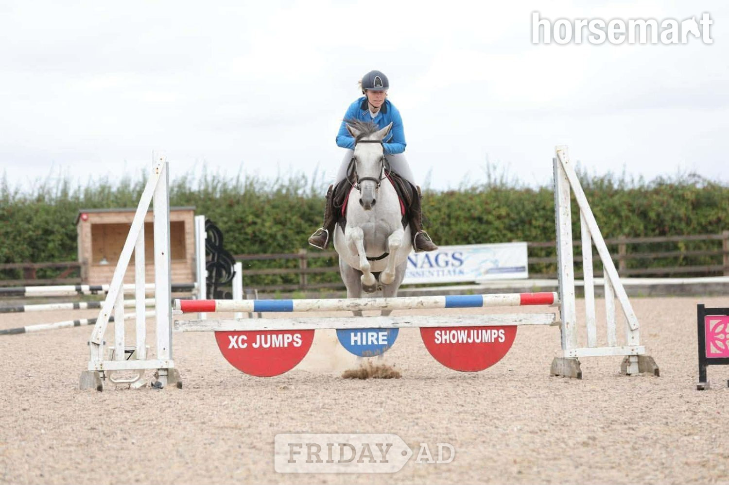 "Dora" Dapple Grey Mare Spanish / Iberian Horse -  in King's Lynn