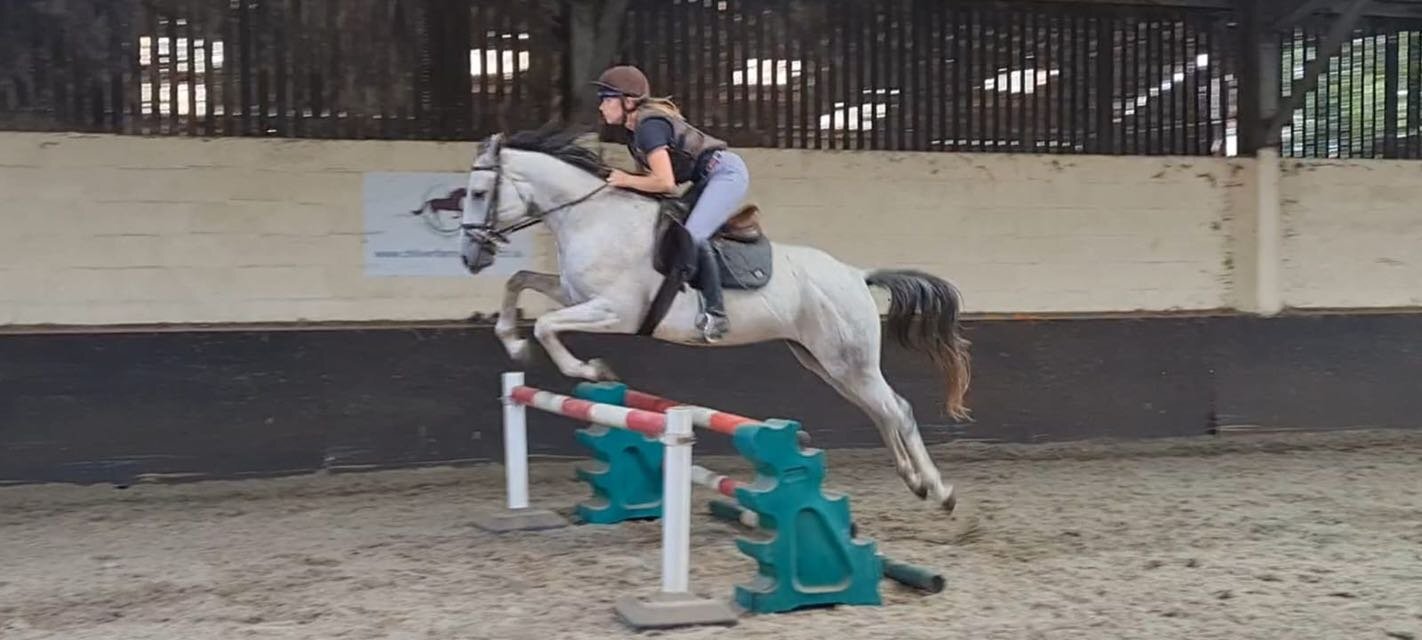 "Dora" Dapple Grey Mare Spanish / Iberian Horse