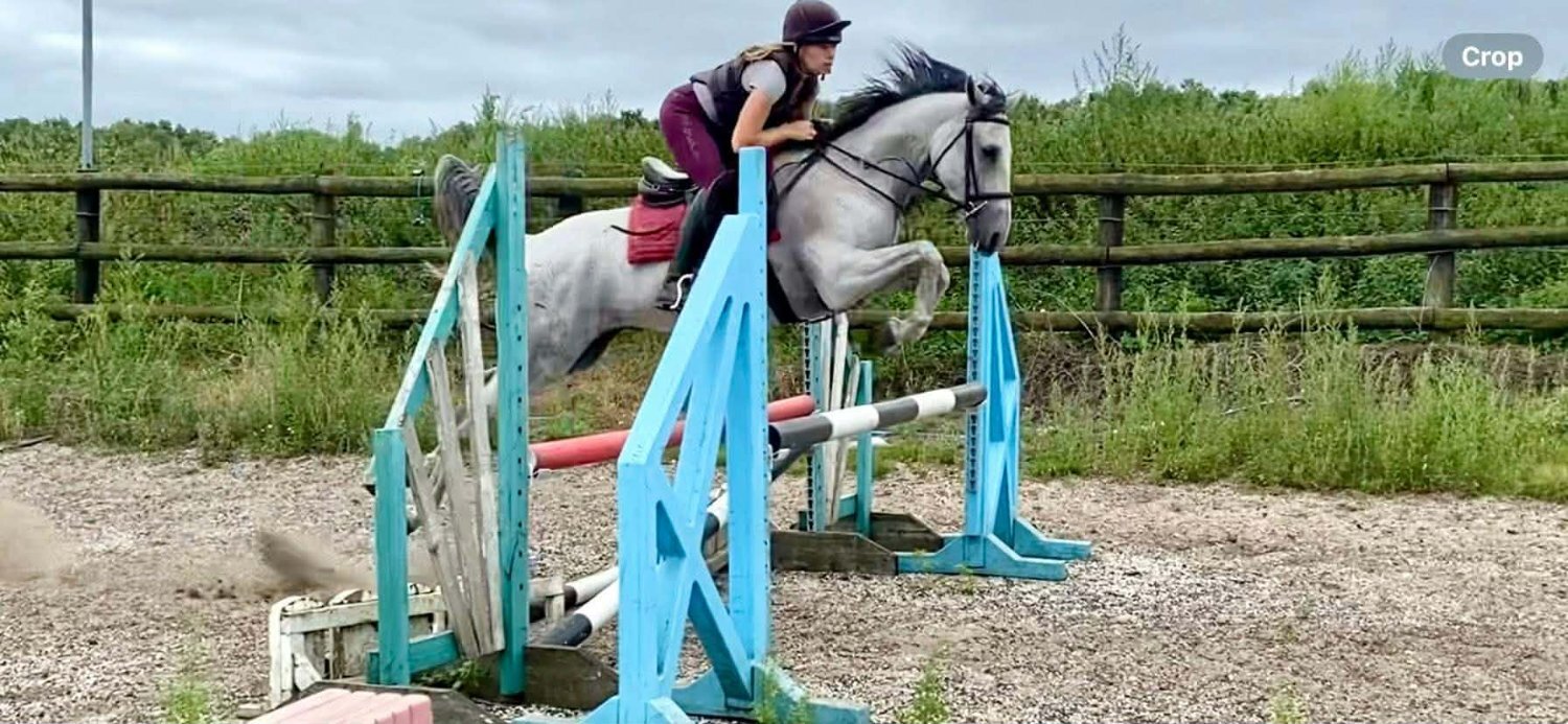 "Dora" Dapple Grey Mare Spanish / Iberian Horse - Horses