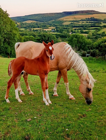 "Diamonds Are Forever" Chestnut Colt Youngstock / Foal