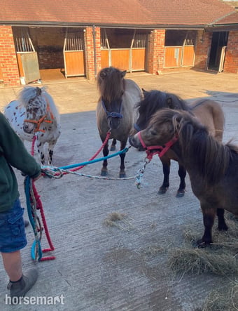 "2 Colts And 2 Fillys Dun and Spotted "  Mare Miniature Horse