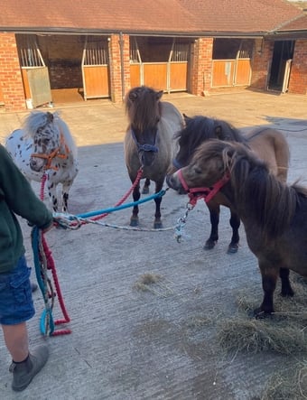 "2 Colts And 2 Fillys Dun and Spotted "  Mare Miniature Horse