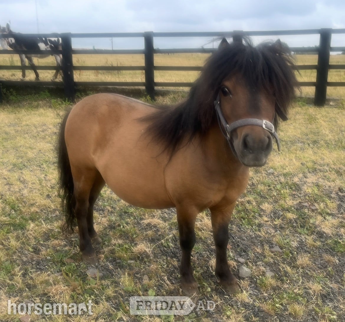 "2 Colts And 2 Fillys Dun and Spotted "  Mare Miniature Horse