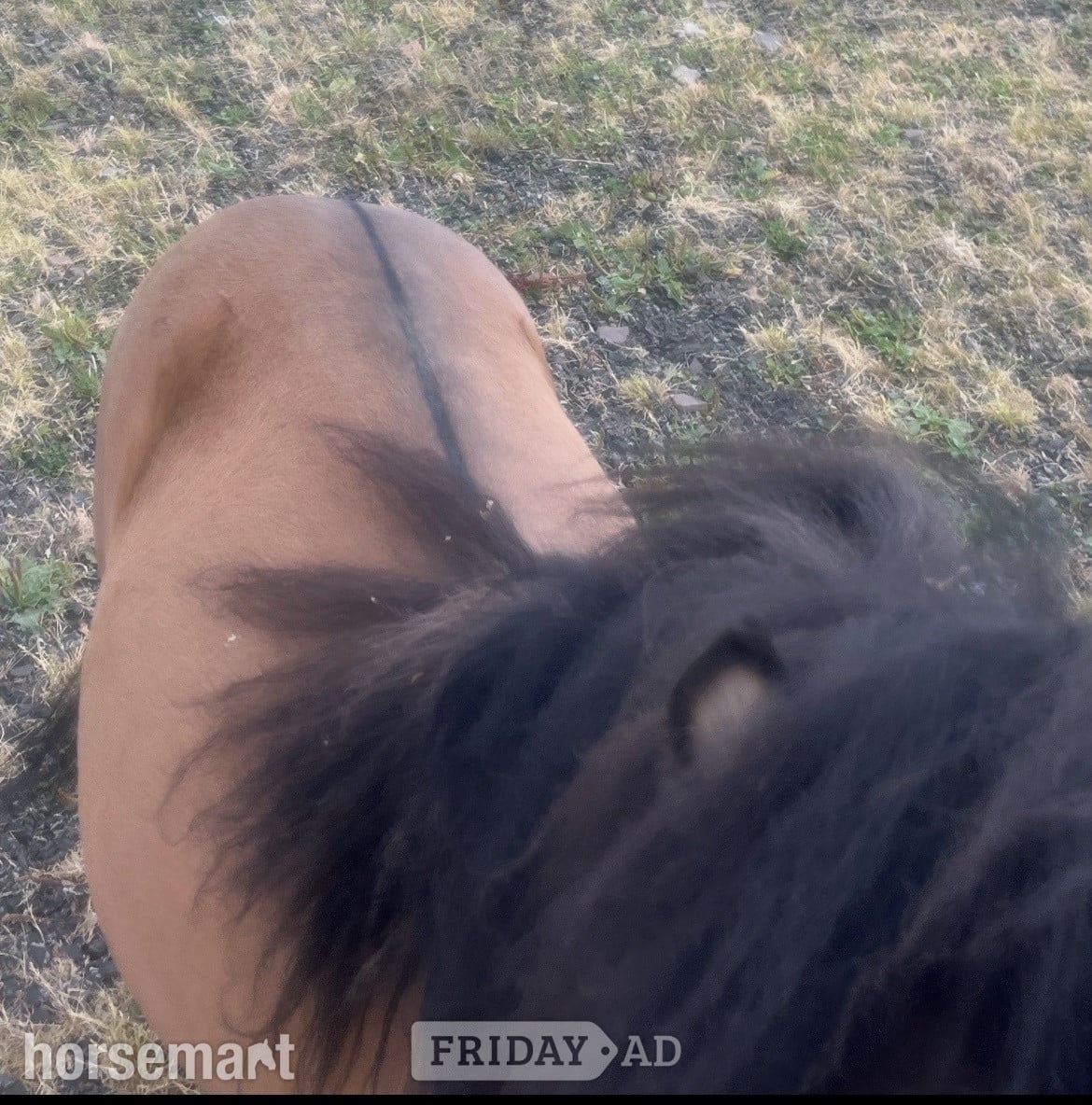 Leeds "2 Colts And 2 Fillys Dun and Spotted "  Mare Miniature Horse