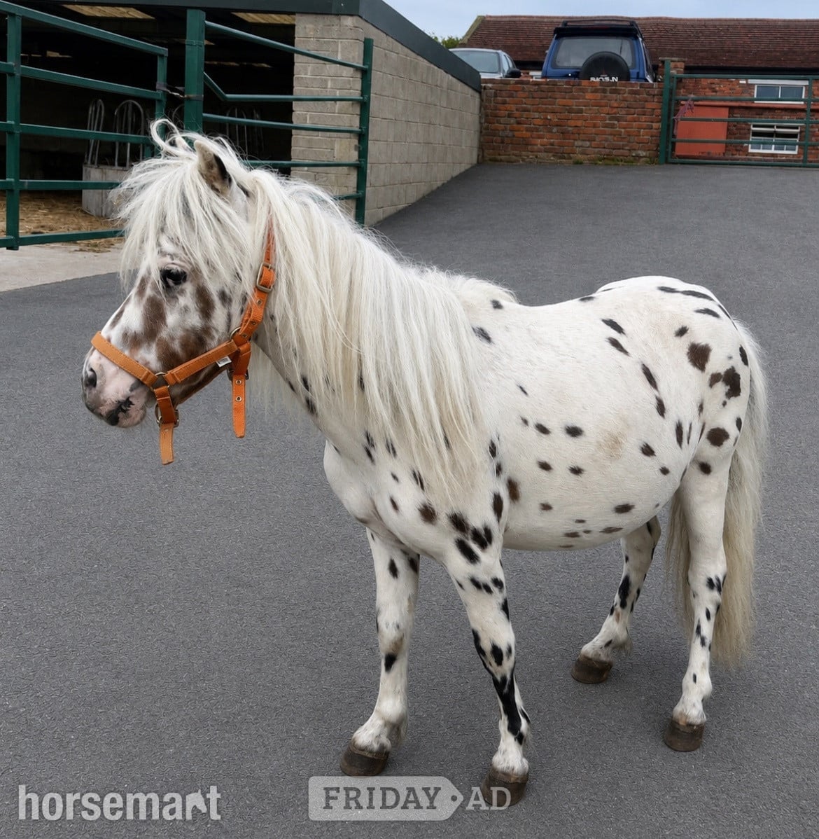 "2 Colts And 2 Fillys Dun and Spotted "  Mare Miniature Horse - Horses in Leeds