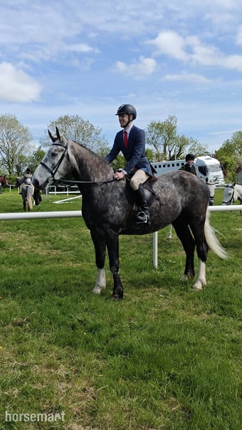 "Skellig" Dapple Grey Gelding Hunter