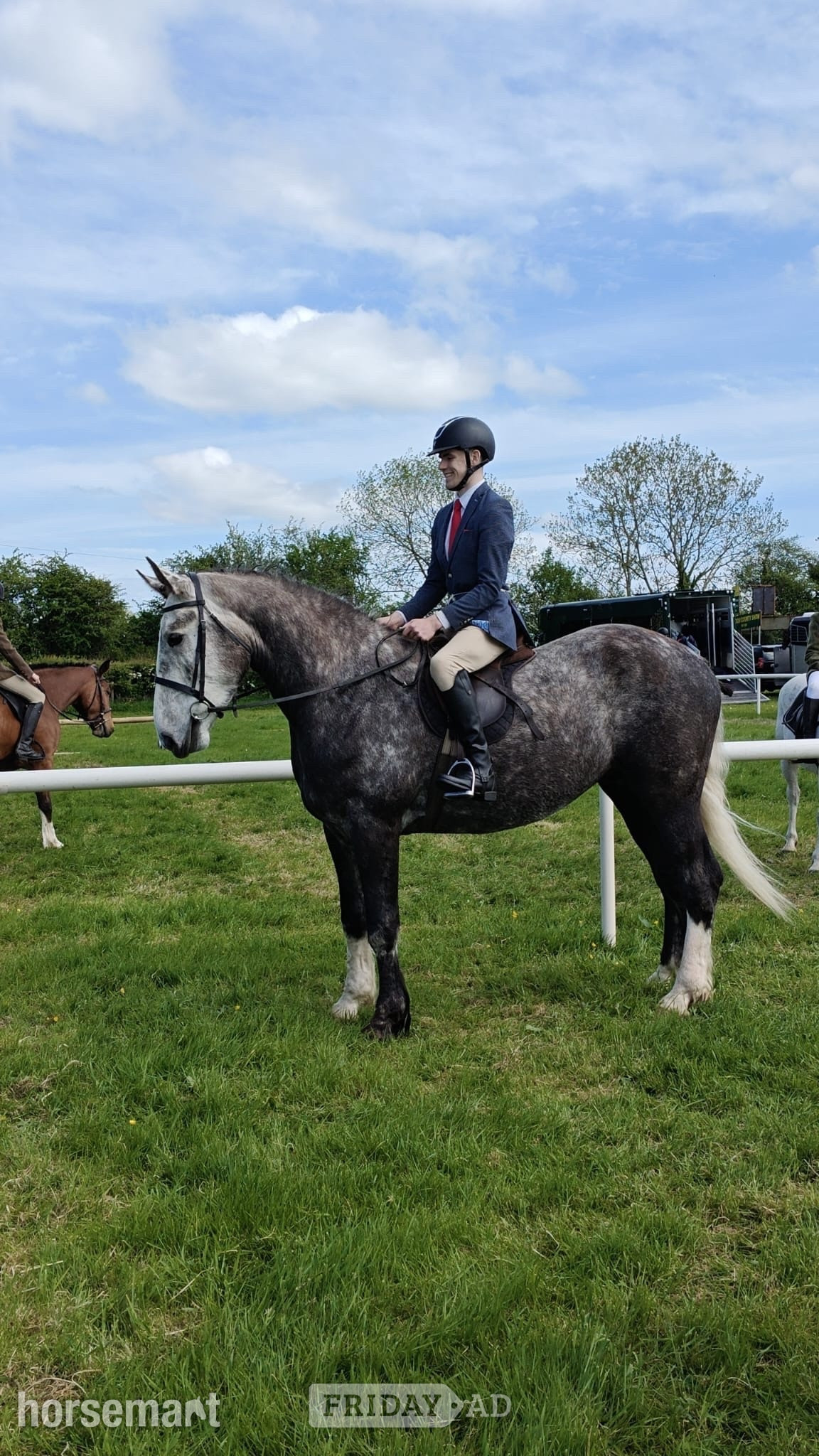 "Skellig" Dapple Grey Gelding Hunter