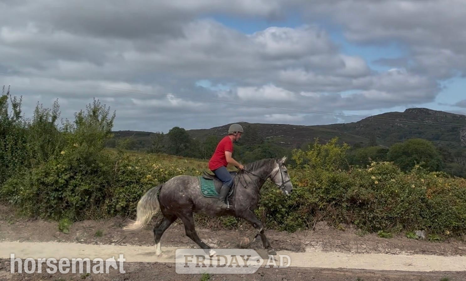 Collooney "Skellig" Dapple Grey Gelding Hunter