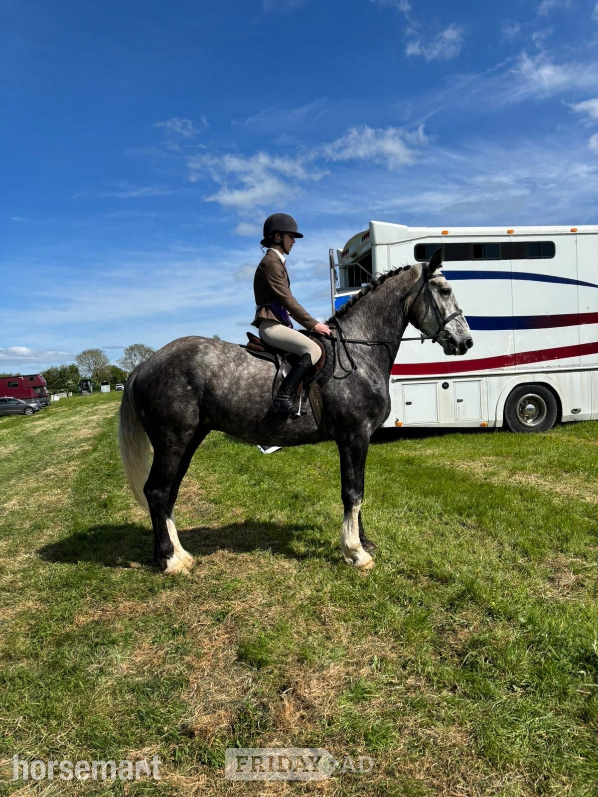 "Skellig" Dapple Grey Gelding Hunter - Horses in Collooney
