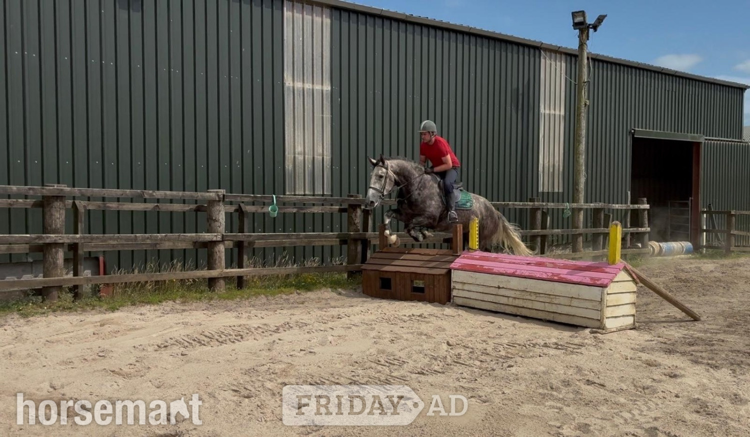 "Skellig" Dapple Grey Gelding Hunter - Horses