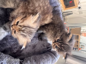 Stunning doll face Persian 