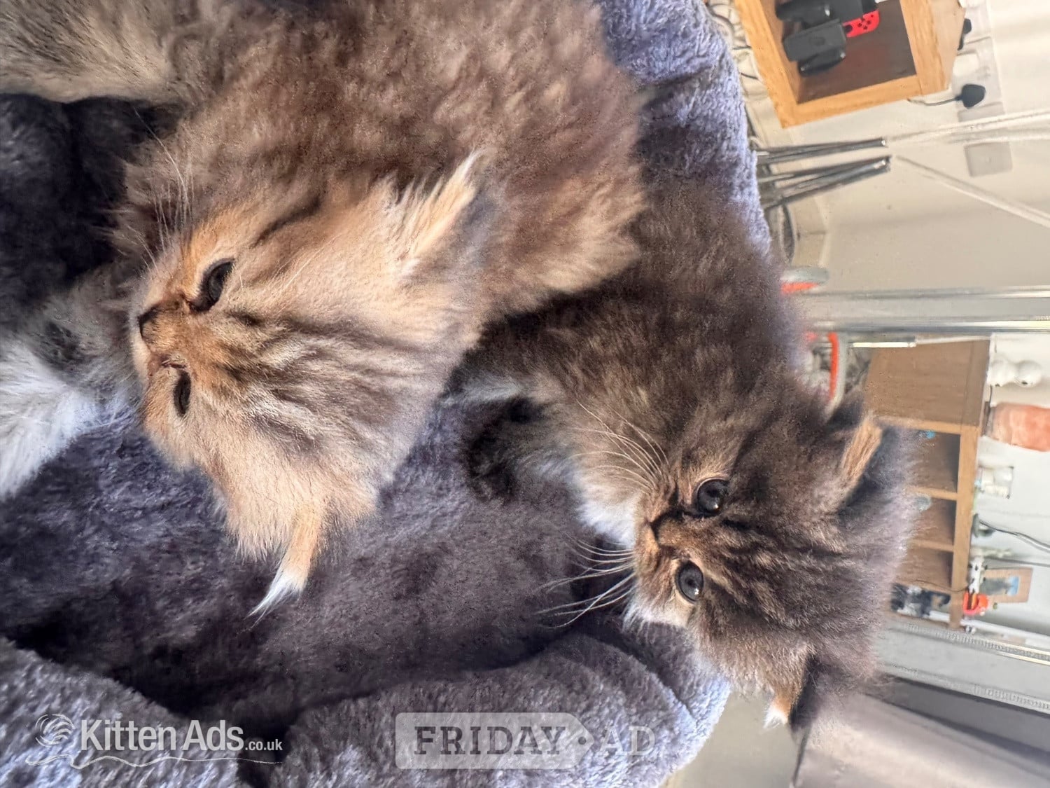 Stunning doll face Persian  in Sherborne