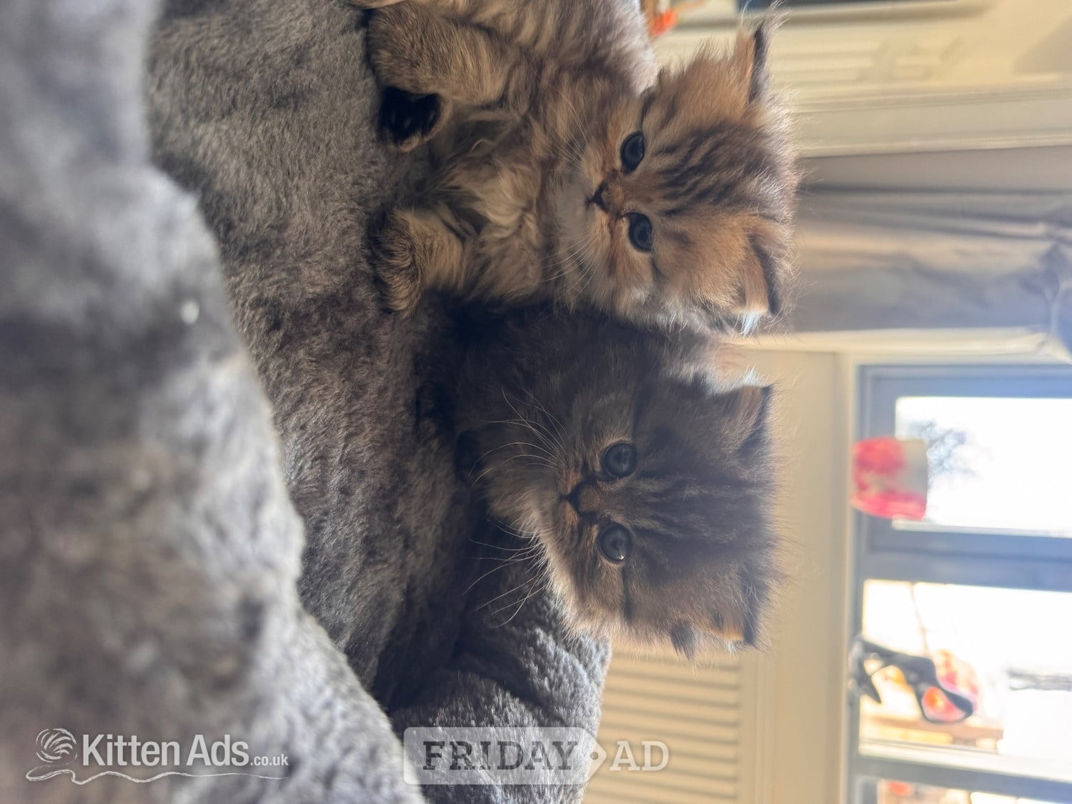 Stunning doll face Persian  - Cats & Kittens in Sherborne