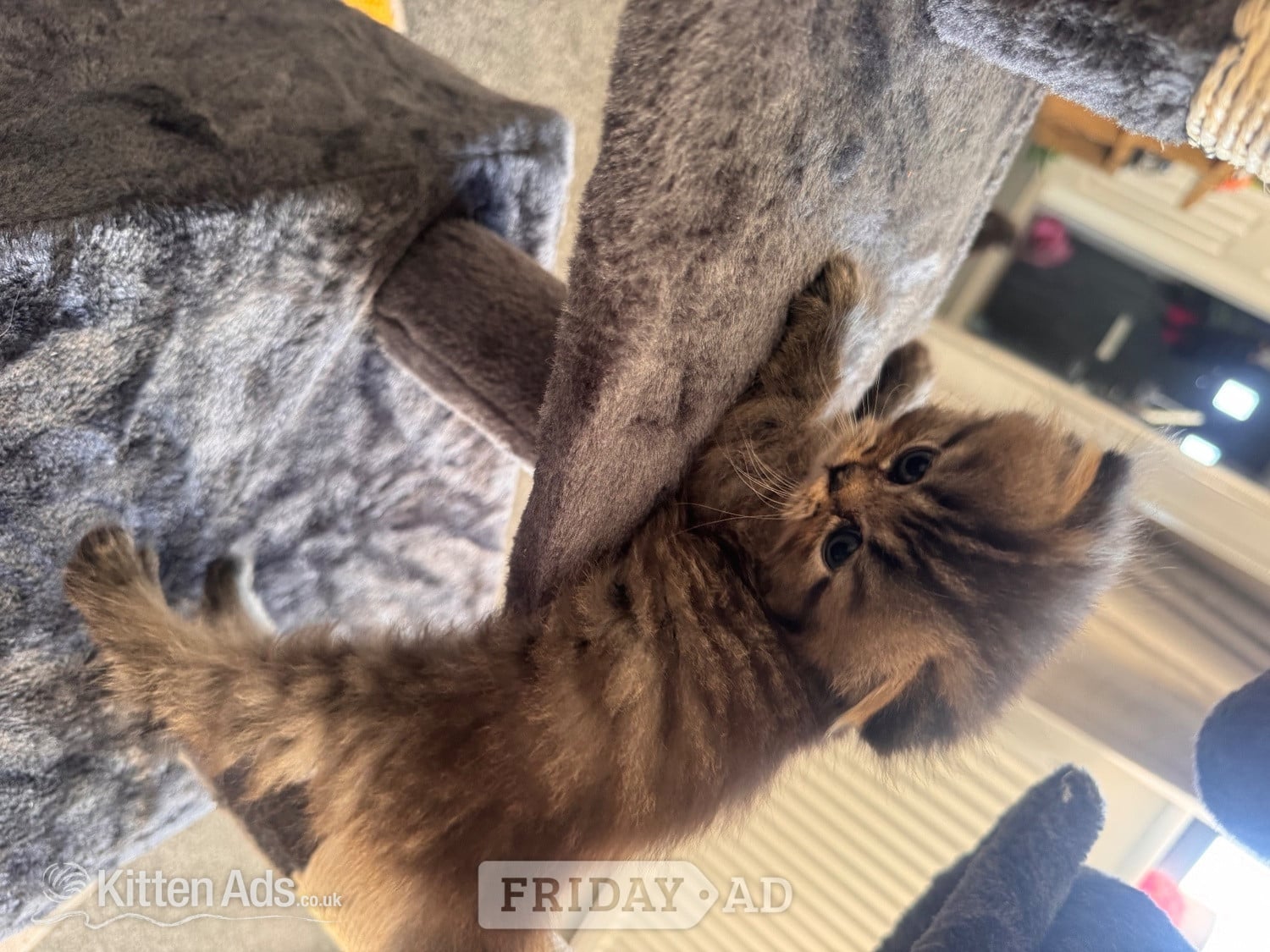 Stunning doll face Persian  - Cats & Kittens