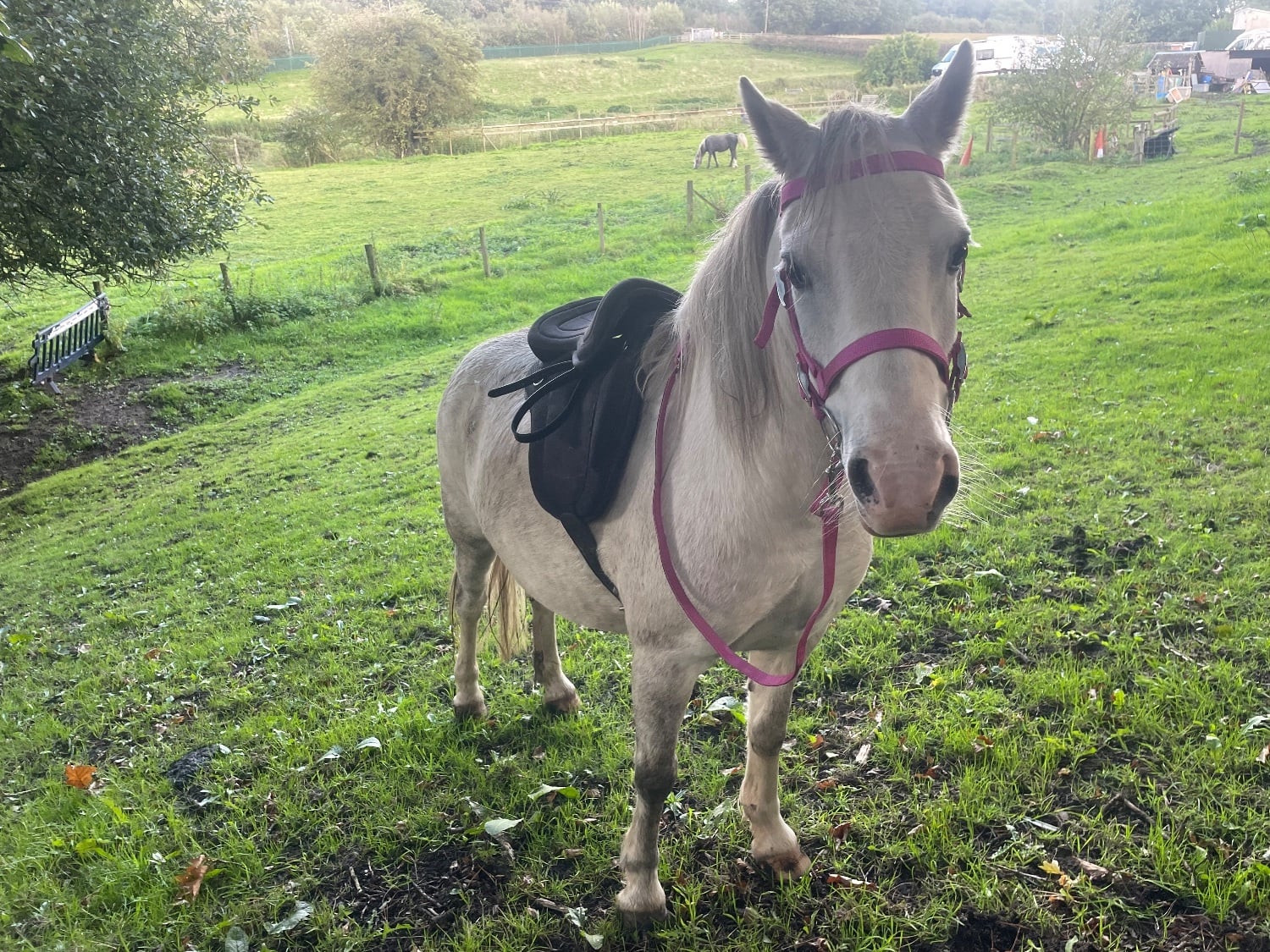 Chorley "Hollie " Grey Mare Lead Rein/First Ridden Pony