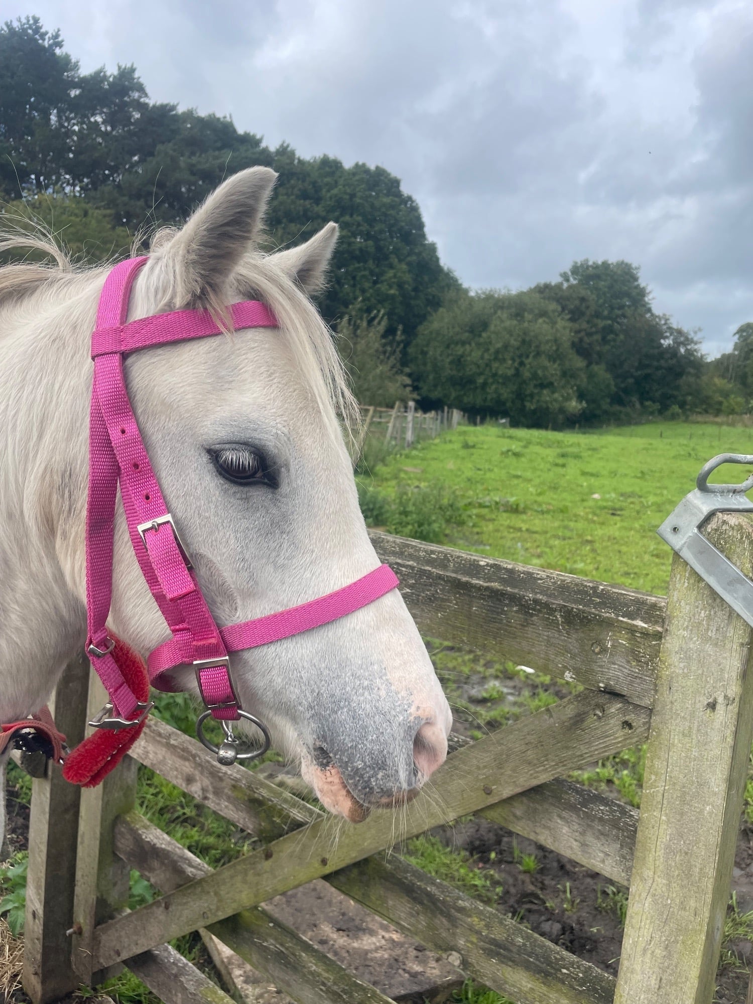 "Hollie " Grey Mare Lead Rein/First Ridden Pony - Horses