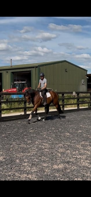 "Shelby" Brown Gelding All Rounder