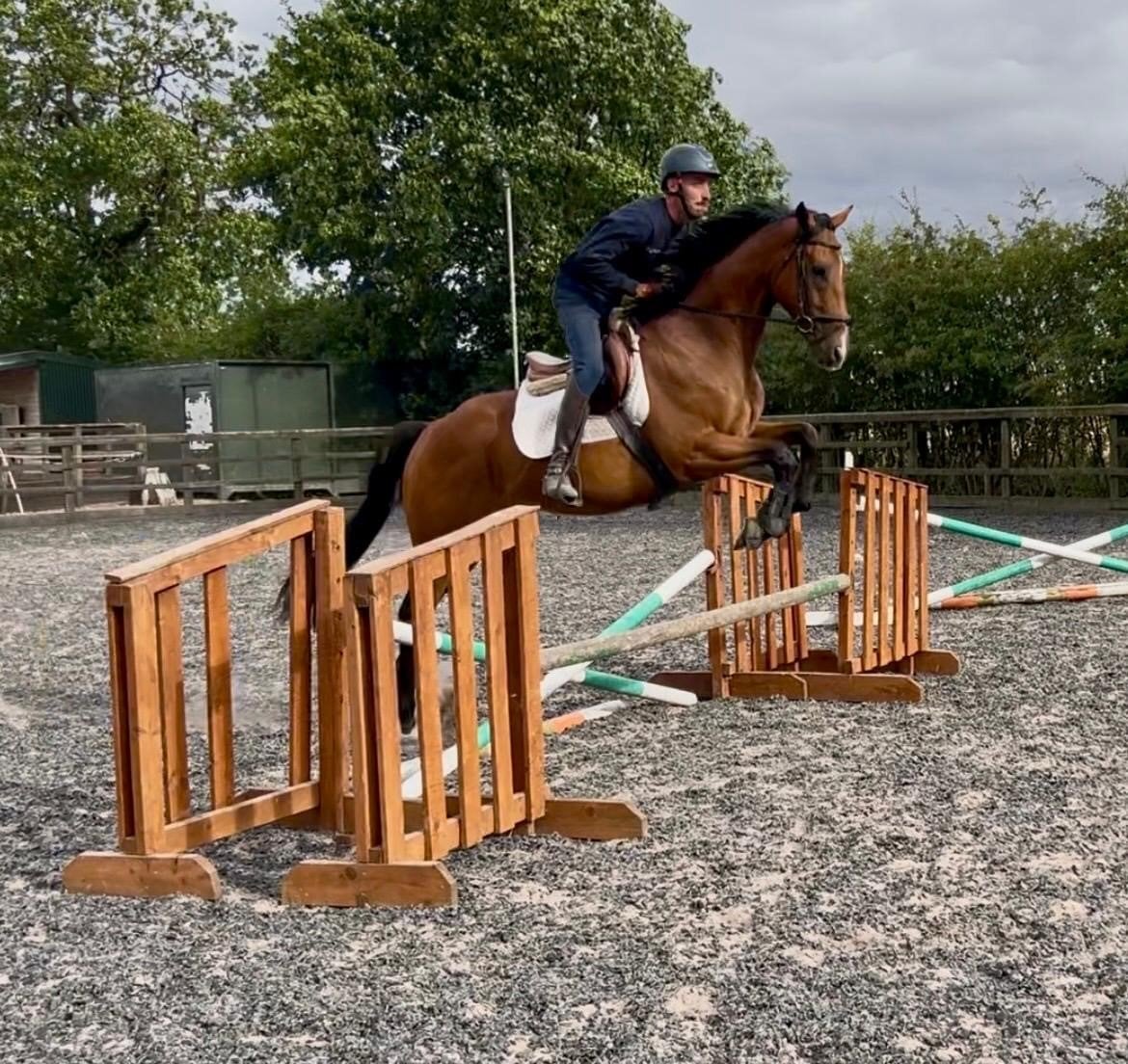 "Shelby" Brown Gelding All Rounder