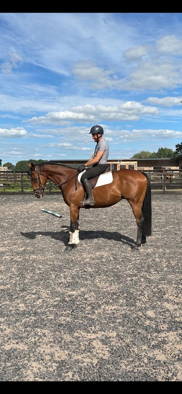 Wistow "Shelby" Brown Gelding All Rounder