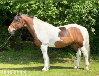 "Gelding" Skewbald Gelding Coloured