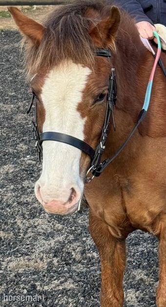 "Minty " Chestnut Gelding Project Horse