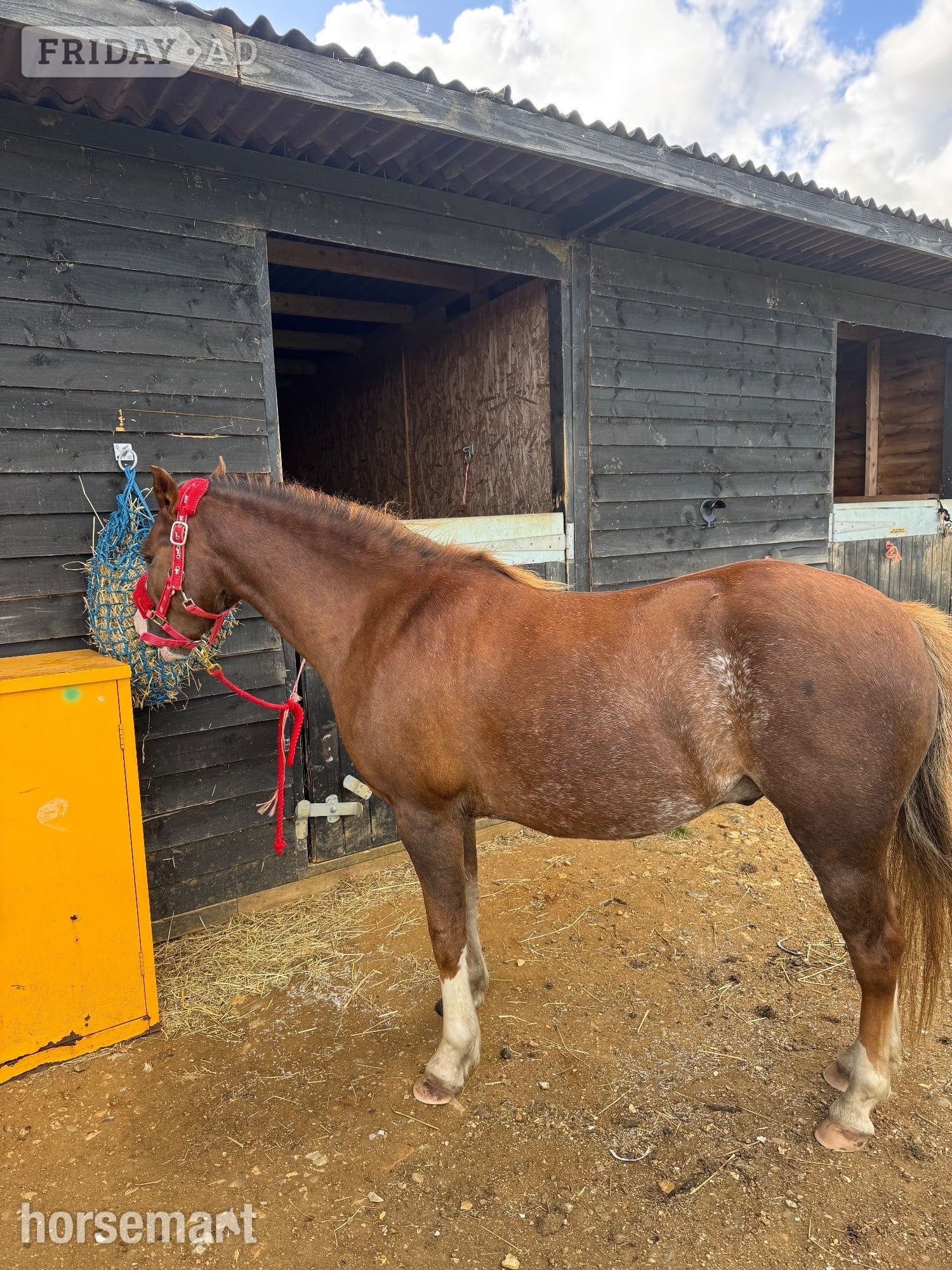 Tostock "Minty " Chestnut Gelding Project Horse