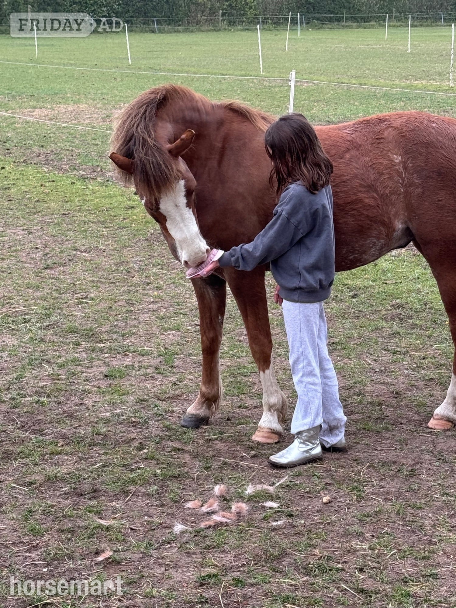 "Minty " Chestnut Gelding Project Horse