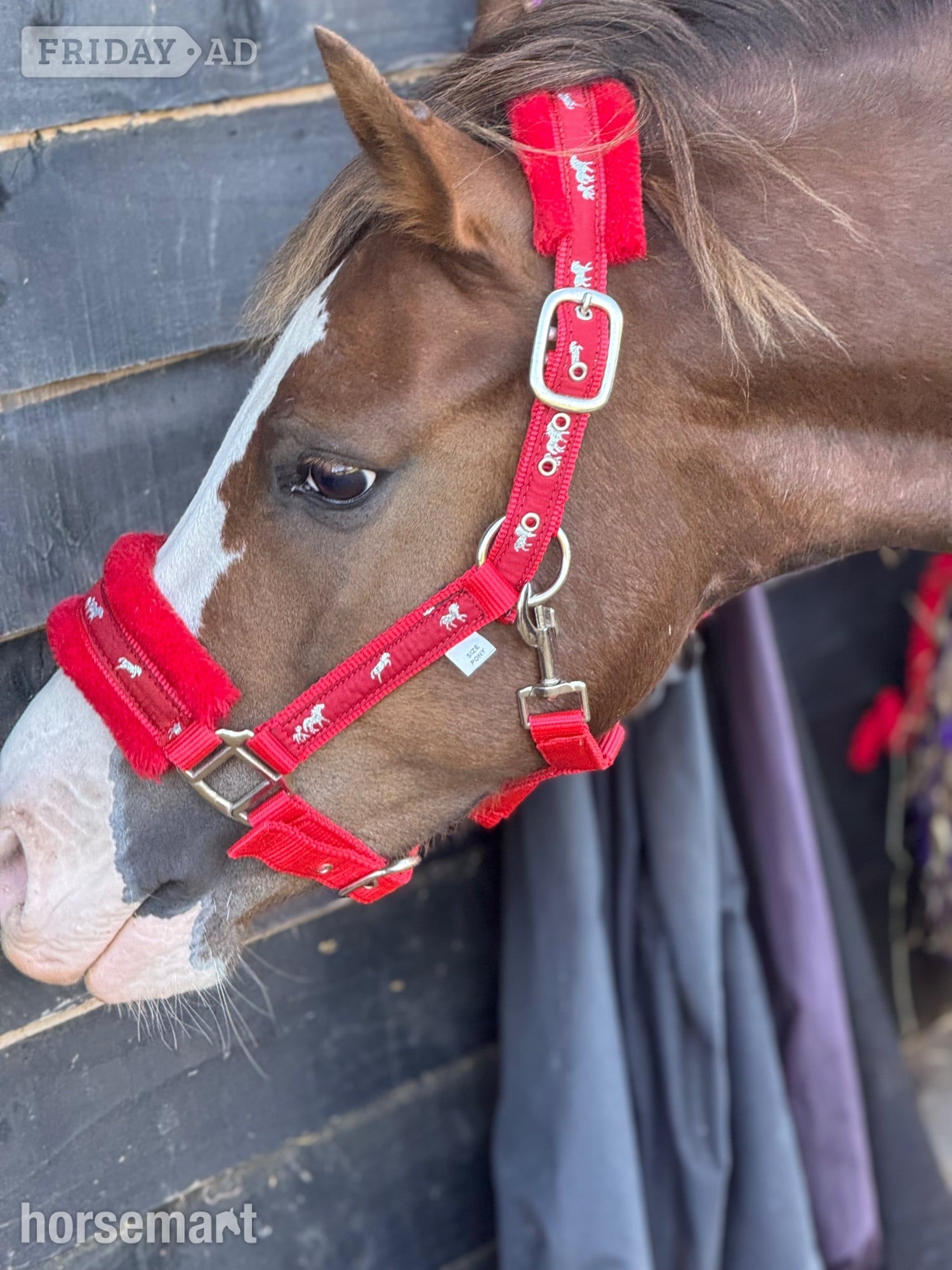 "Minty " Chestnut Gelding Project Horse - Horses in Tostock
