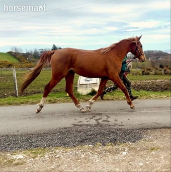 "Arriebeg What a View" Chestnut Filly Youngstock / Foal