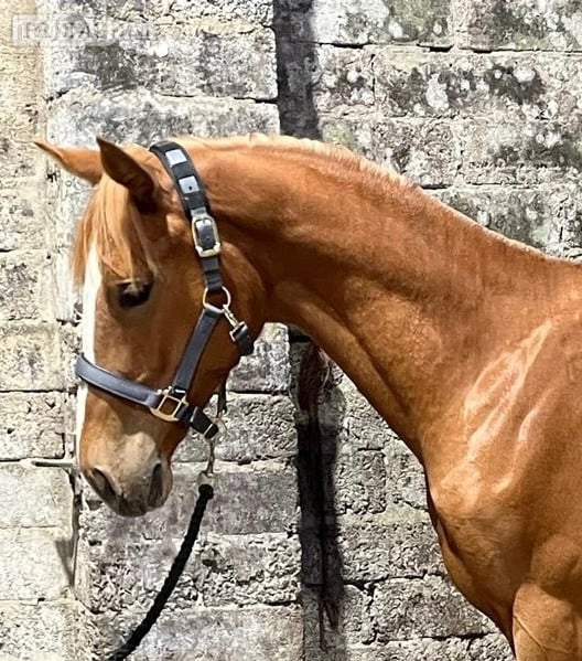 Brora "Arriebeg What a View" Chestnut Filly Youngstock / Foal