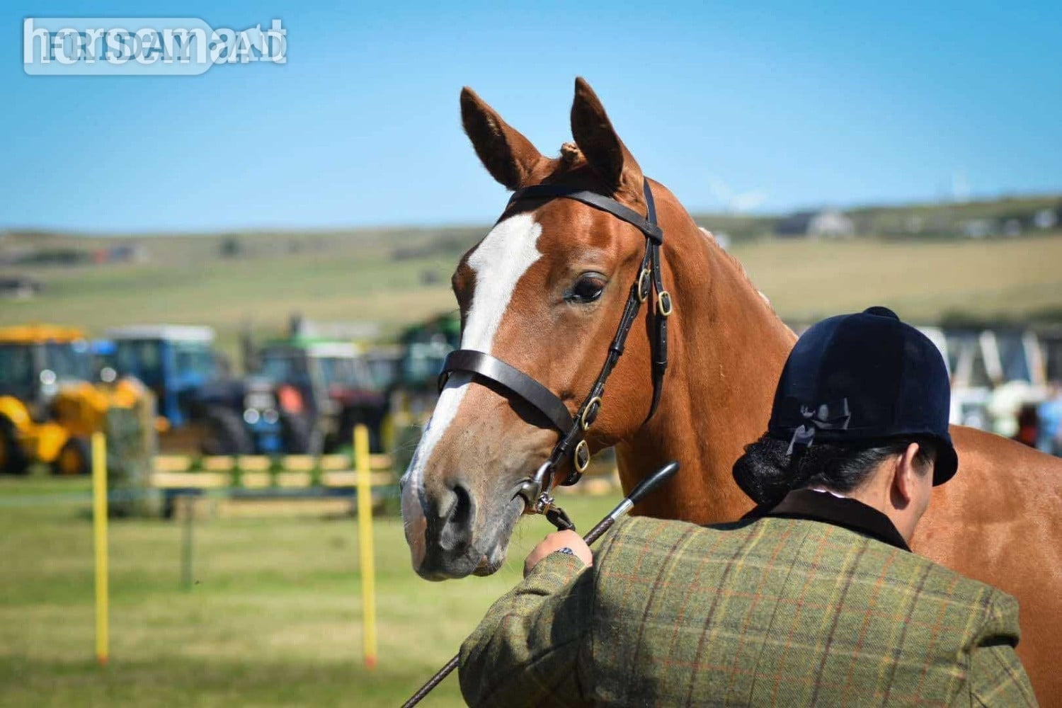 "Arriebeg What a View" Chestnut Filly Youngstock / Foal