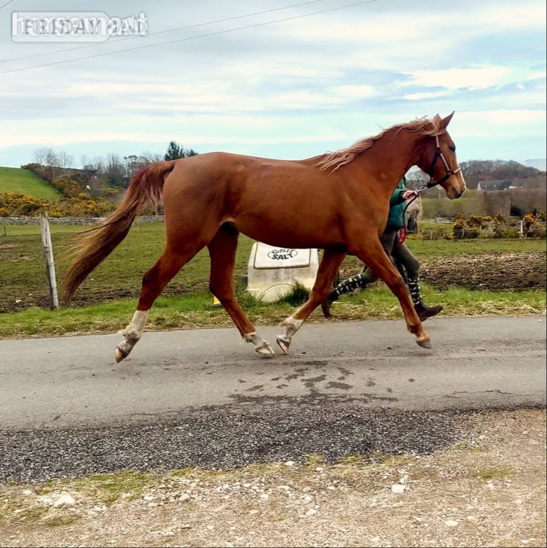 "Arriebeg What a View" Chestnut Filly Youngstock / Foal in Brora