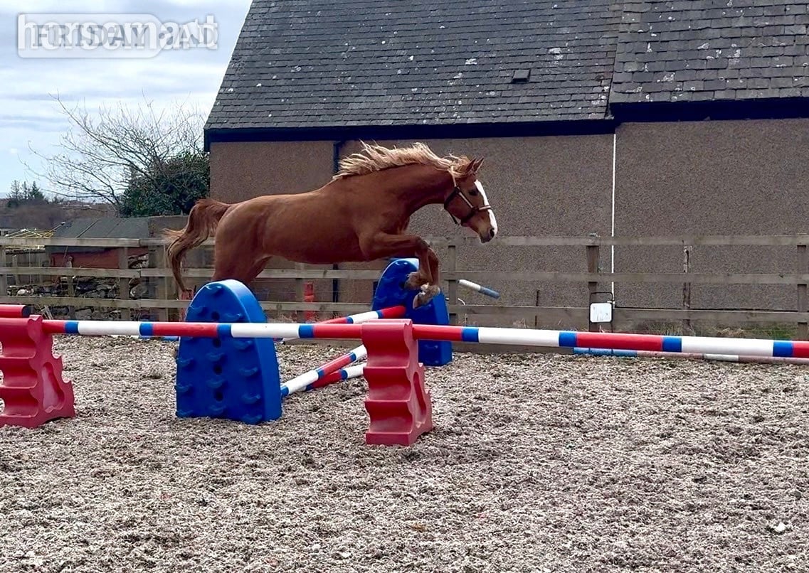 "Arriebeg What a View" Chestnut Filly Youngstock / Foal - Horses in Brora