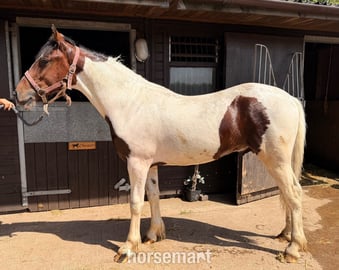 "Barney " Tri-Coloured Colt Youngstock / Foal