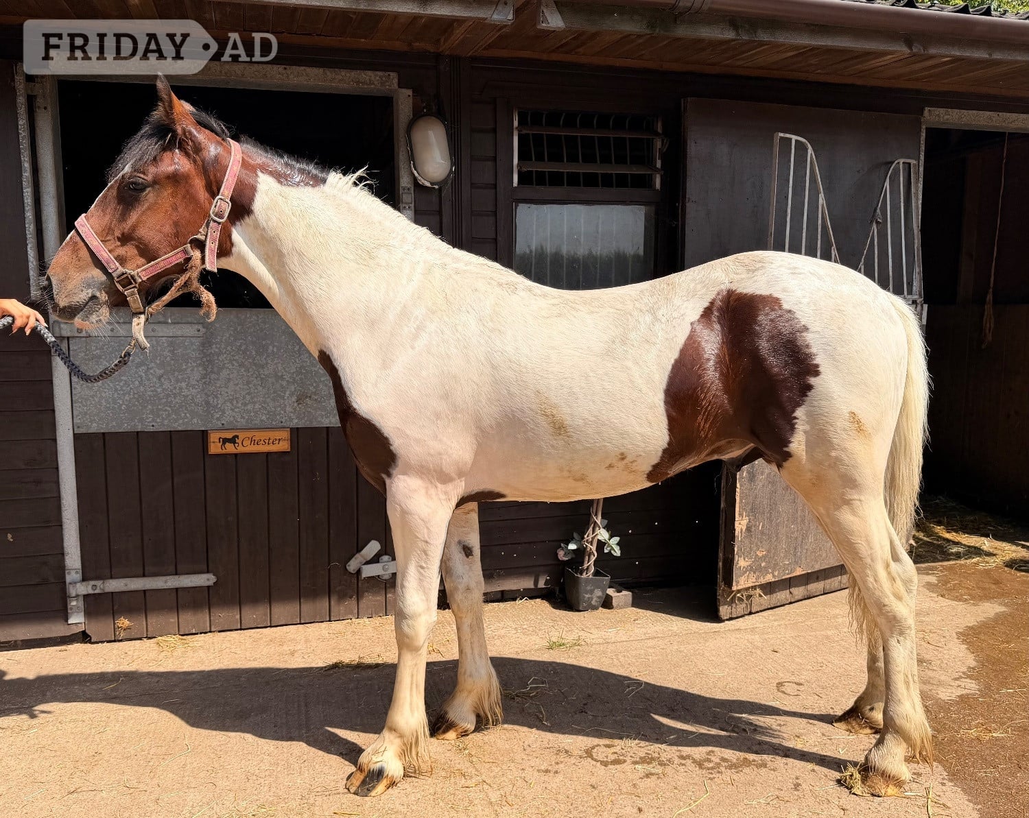 "Barney " Tri-Coloured Colt Youngstock / Foal in Wolverhampton